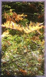 lindal